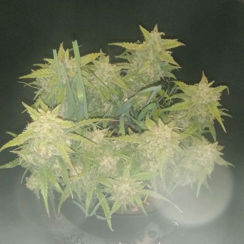 Wiki growlog timeline photo