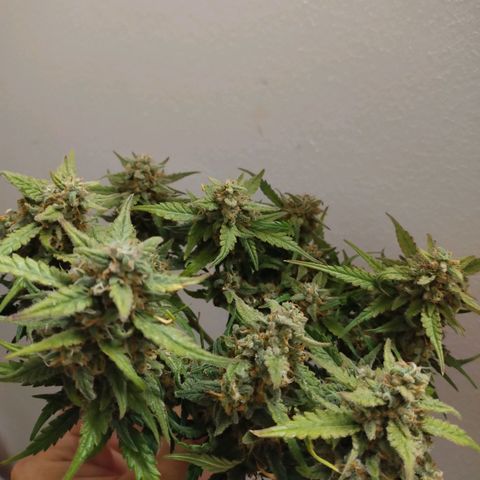 Wiki growlog timeline photo