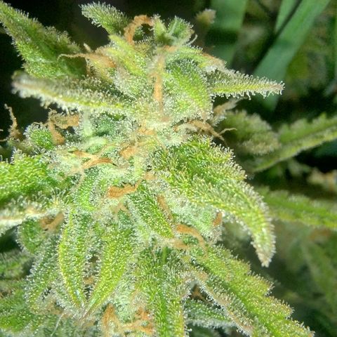 Wiki growlog timeline photo