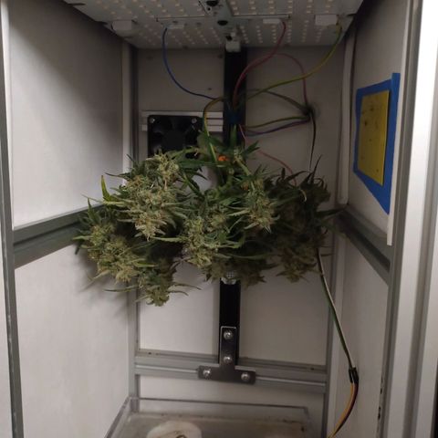 Wiki growlog timeline photo