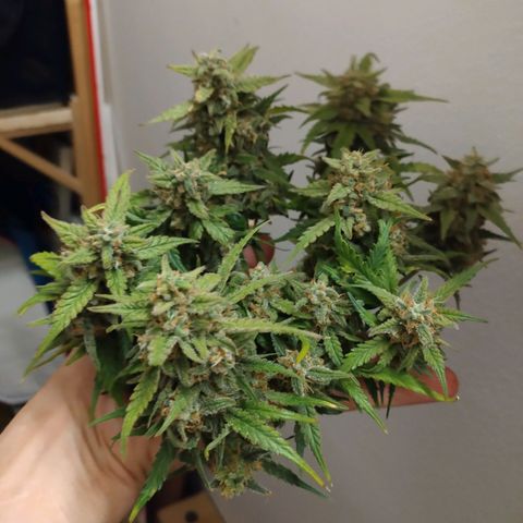 Wiki growlog timeline photo