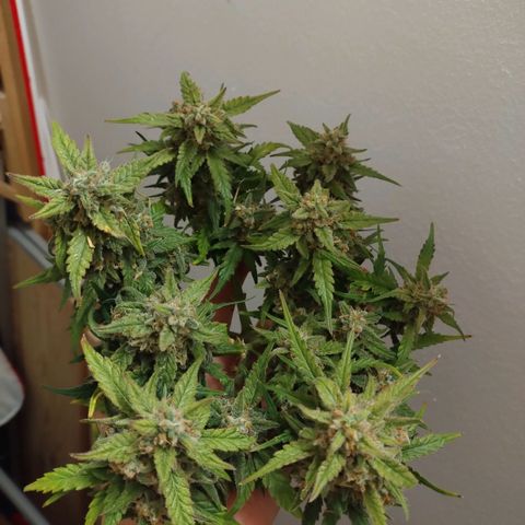 Wiki growlog timeline photo