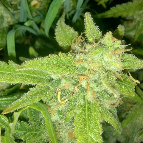 Wiki growlog timeline photo