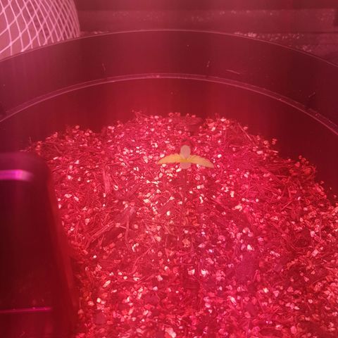 Gelato growlog timeline photo