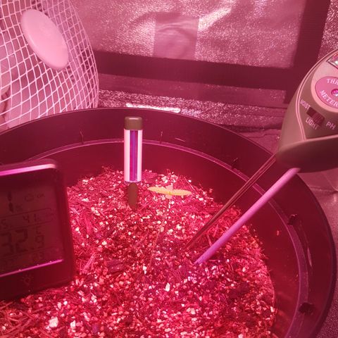 Gelato growlog timeline photo