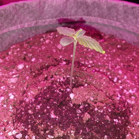 President 47 Auto growlog photo: Growing steadily
Watching the nodes to make sure the light is suffitient
