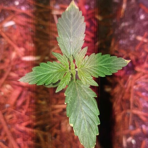 President 47 Auto growlog photo: Some nude burn, must be from the zootly nest. Instructions said to mix all ingredients together in the material pot. Next time I'll do a jiffy pot with clean potting soil, and plant that in the zootly nest (if there is a next time)