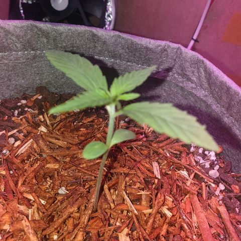 Gelato Samba Auto - Material pot growlog timeline photo