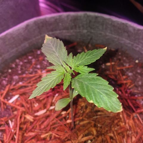 President 47 Auto growlog timeline photo