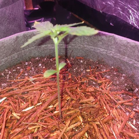 President 47 Auto growlog photo: A lot of stretching...