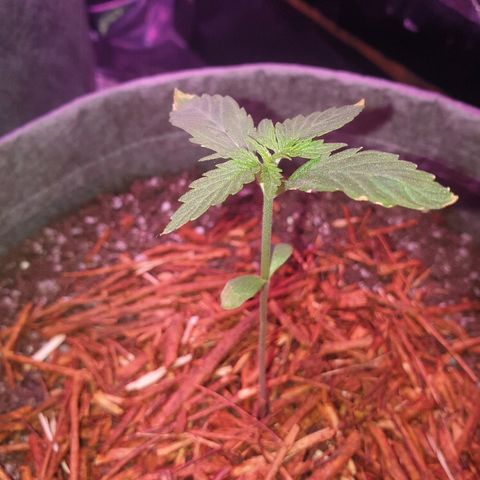 President 47 Auto growlog timeline photo