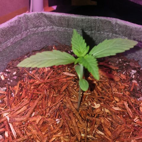 Gelato Samba Auto - Material pot growlog timeline photo