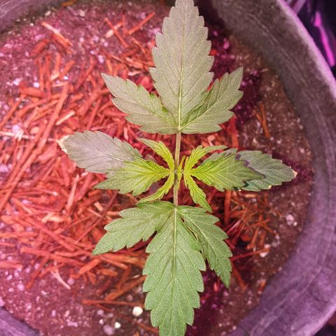 President 47 Auto growlog timeline photo
