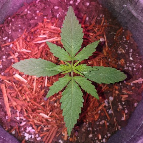 Gelato Samba Auto - Material pot growlog timeline photo