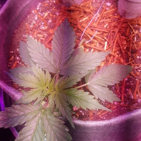 President 47 Auto growlog timeline photo
