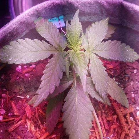 Gelato Samba Auto - Material pot growlog timeline photo