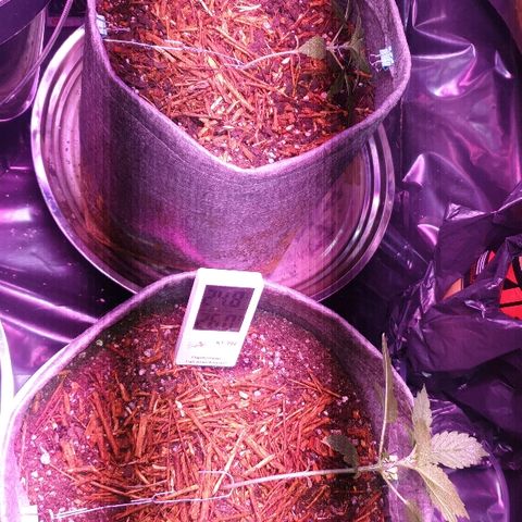 President 47 Auto growlog photo: LST applied