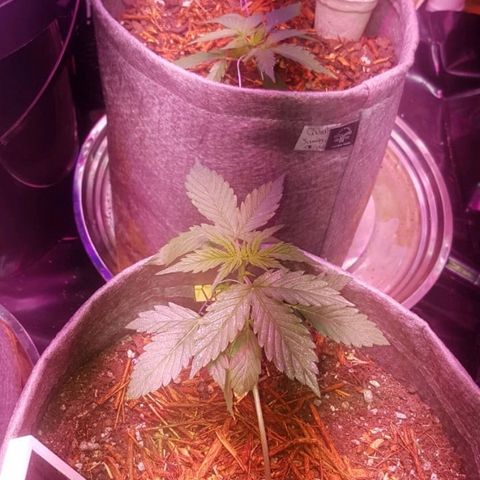 President 47 Auto growlog timeline photo