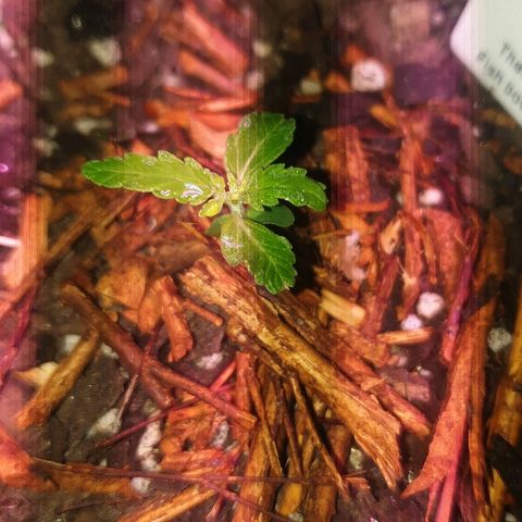 Zkittly Zi Zi growlog photo: Definately a sick plant