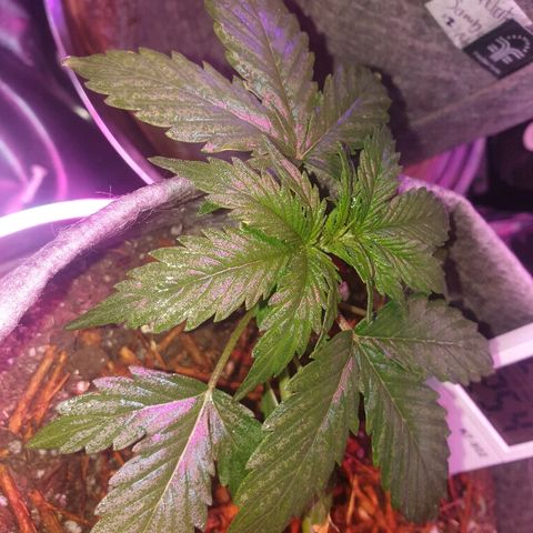 President 47 Auto growlog timeline photo