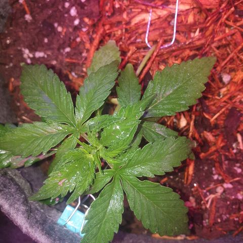 Gelato Samba Auto - Material pot growlog timeline photo