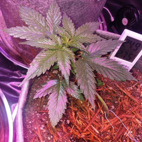 President 47 Auto growlog photo: ½ strength nutes In the morning