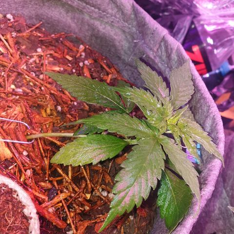 Gelato Samba Auto - Material pot growlog photo: ½ strength nutes in the morning