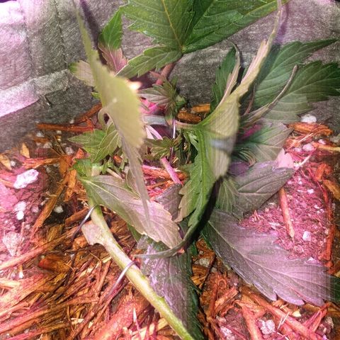 President 47 Auto growlog photo: After some LST training