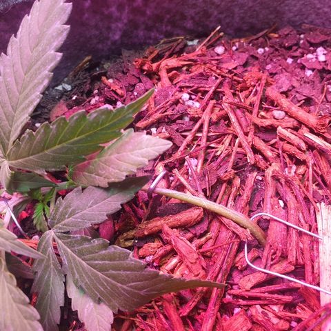 Gelato Samba Auto - Material pot growlog timeline photo