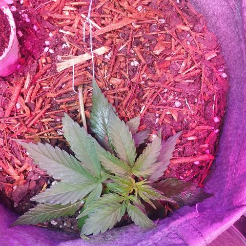 Gelato Samba Auto - Material pot growlog photo: The morning after heavy LST