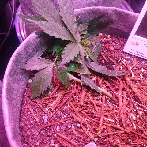 President 47 Auto growlog photo: The morning after heavy LST 
