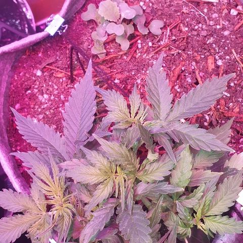 President 47 Auto growlog timeline photo