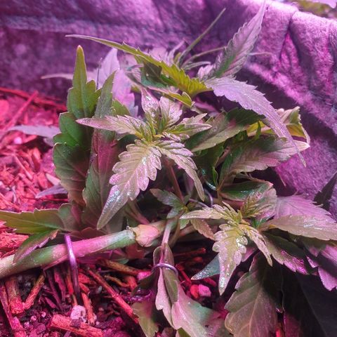 Gelato Samba Auto - Material pot growlog timeline photo