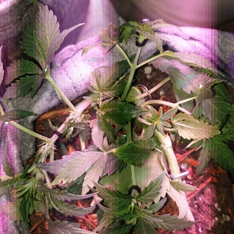 Gelato Samba Auto - Material pot growlog photo: More LST
