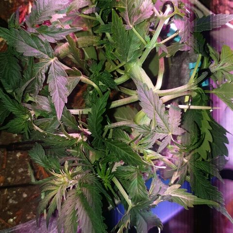 President 47 Auto growlog timeline photo