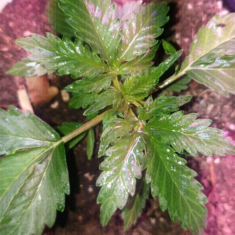 Zkittly Zi Zi growlog timeline photo