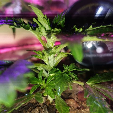 Zkittly Zi Zi growlog timeline photo