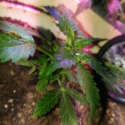 Zkittly Zi Zi growlog timeline photo
