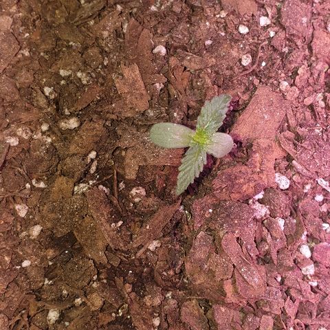 Gorilla Glue  growlog timeline photo