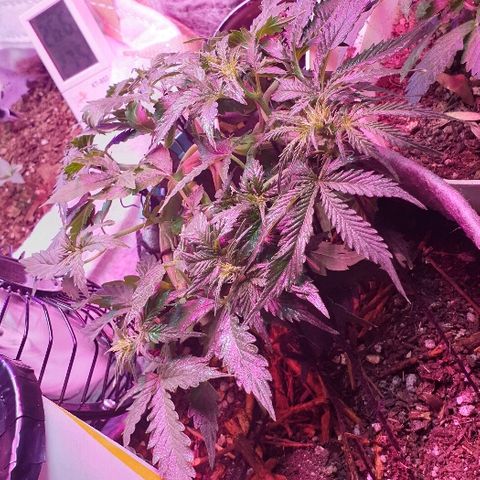 President 47 Auto growlog timeline photo