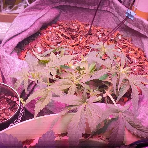 Gelato Samba Auto - Material pot growlog timeline photo