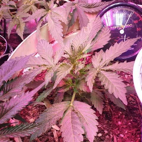 Zkittly Zi Zi growlog timeline photo