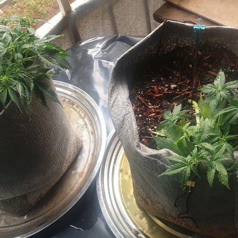 Gelato Samba Auto - Material pot growlog timeline photo