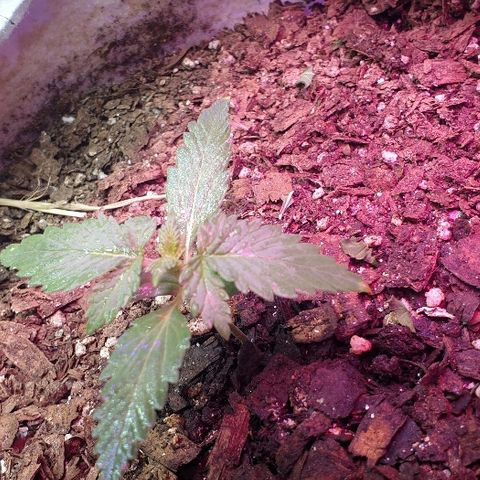 Gorilla Glue  growlog timeline photo