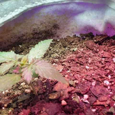 Gorilla Glue  growlog timeline photo