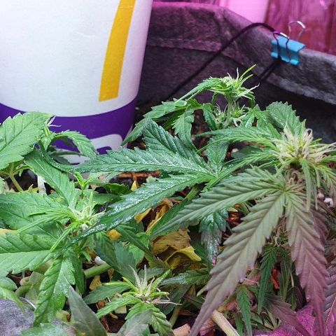 Gelato Samba Auto - Material pot growlog timeline photo