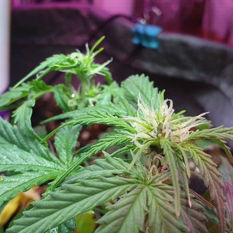 Gelato Samba Auto - Material pot growlog timeline photo
