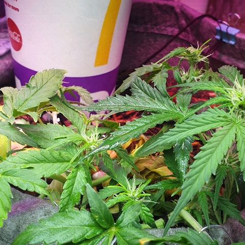 Gelato Samba Auto - Material pot growlog timeline photo
