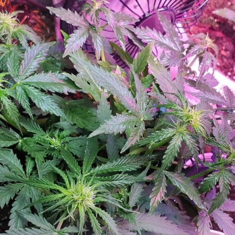 President 47 Auto growlog timeline photo