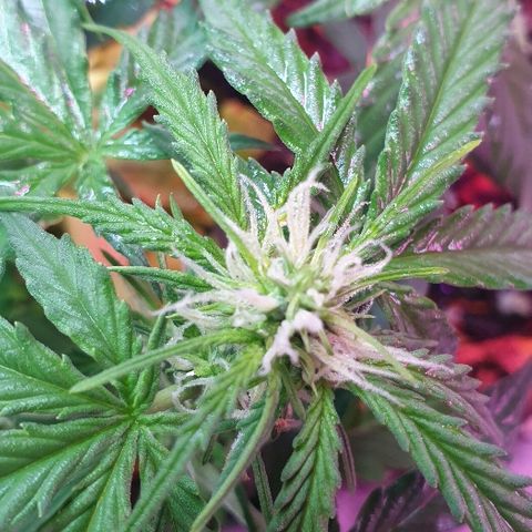 President 47 Auto growlog timeline photo